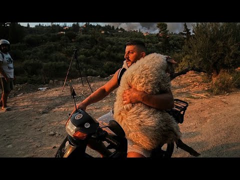 Video Thumbnail: Animals carried to safety as wildfires sweep Greece