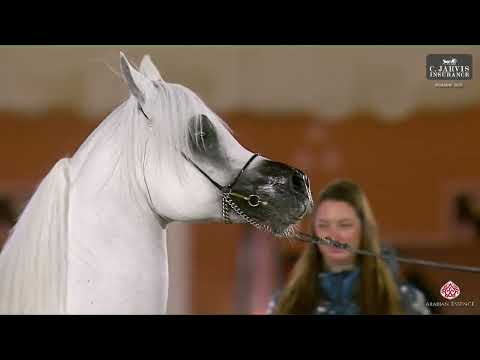 N.234 WORTEX KALLISTE - PSAIAHF 2025 - Stallions 10+ Years Old (Class 12)