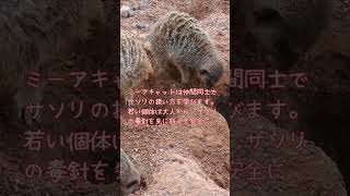 ミーアキャットの能力 #動物#ミーアキャット#ショート動画 #animals #癒し