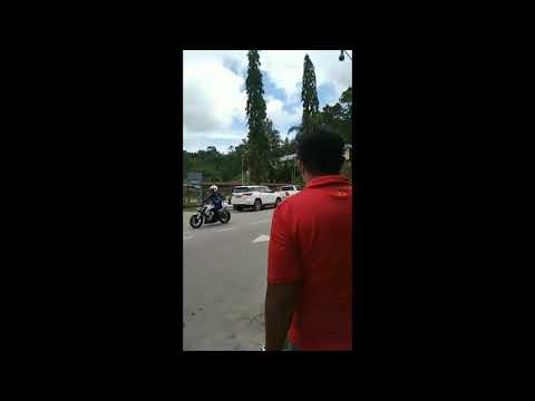 Video - pengerami kapit