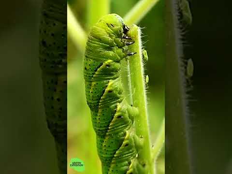 Frühjahrsputz im Naturgarten: Warum „zu früh“ der größte Fehler ist