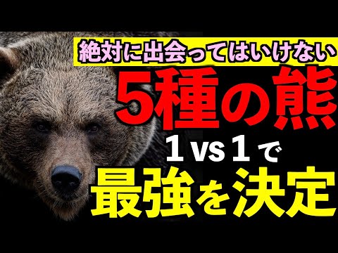 コディアック ベアについて詳しく解説
