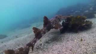 Underwater Sydney - Wobbegong Shark pt.2