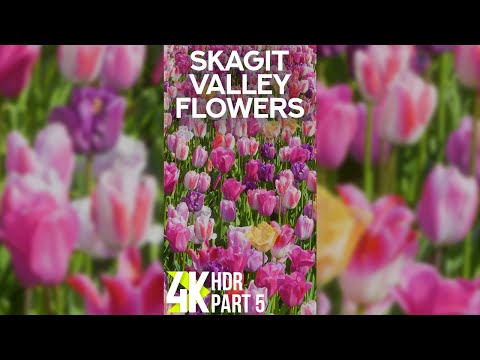Amazing Colorful Tulips - Blooming Flowers of Skagit Valley for Vertical Screens 4K HDR - Part 5