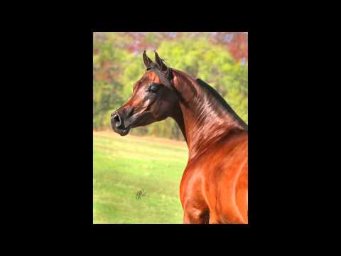 WC Ciao Magnifficoo (Marwan Al Magnifficoo x WC Ciao Bella+/ by *Xceptshahn)