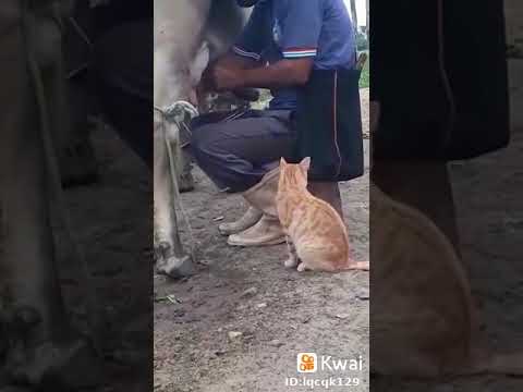 GATO PEDINDO LEITE DA TETA DA VACA