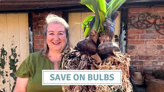 Bulb Gifts, How to Grow Amaryllis, Autumn Seed Sowing // Cottoverdi