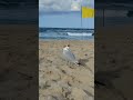 healthy and direct way of coping with emotions: the seagull method