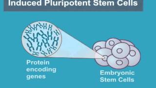 What are Induced Pluripotent Stem Cells? (iPS Cell