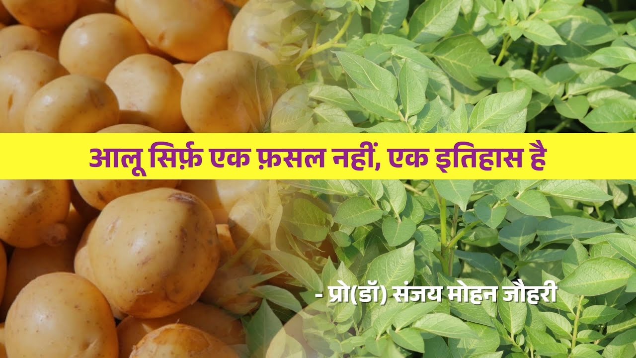 आलू सिर्फ़ एक फ़सल नहीं, एक इतिहास है | प्रो(डॉ) संजय मोहन जौहरी