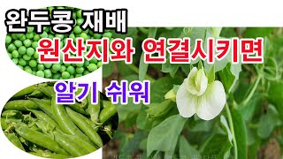 완두콩 재배. 원산지와 연결시키면 쉽게 이해 할 수 있어 (완두콩 심기, 완두콩 재배, 완두콩 심는 시기, …