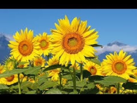 Сказка на ночь о подсолнечном семечке