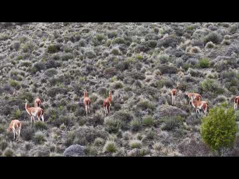 Guanacos en Valle Encantado Neuquen Patagonia Argentina