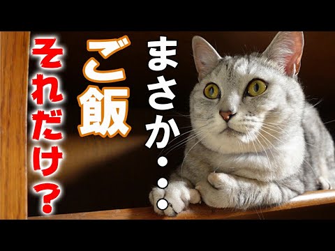 猫は何を食べるの? - 給餌ガイド