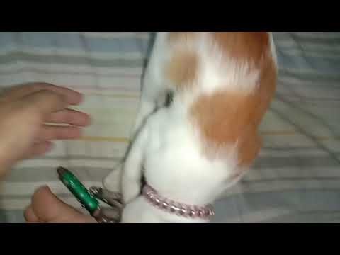 Puchi cat blog 25 - Ahnaf Tasin