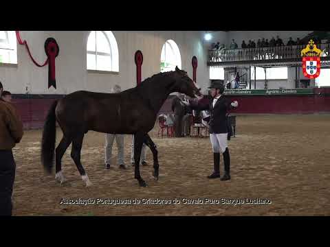 231021 4 Poderoso Plus - Aprovação de Reprodutores