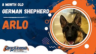 Download Lagu Arlo | 8 Month Old GSD | Off Leash German Shepherd Training, Georgia Thumbnail