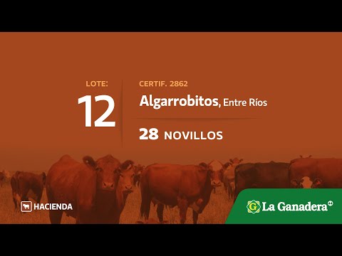  Novillos en Algarrobitos (E.Rios)