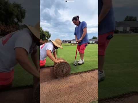Friends Stole Dubai Grass For Home 😳 #cat #catvideos