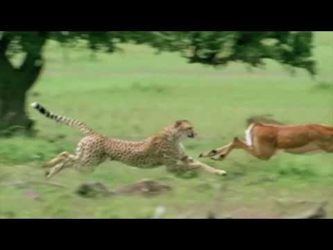 インパラを追いかけるチーター