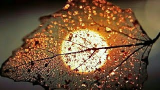 Beautiful Flower / Nature Whatsapp Status Video �