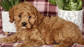Video preview image #1 Cavapoo Puppy For Sale in PARADISE, PA, USA