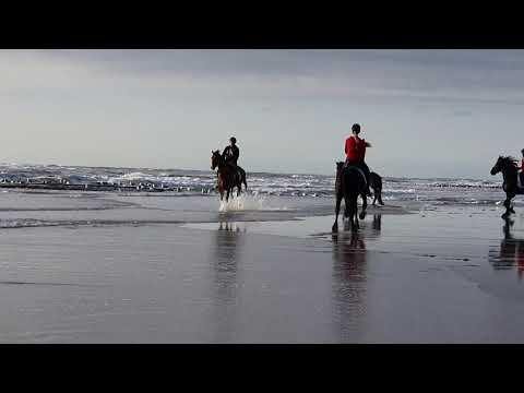 Stal Okkema's Gentil v. Allexandro on the beach.