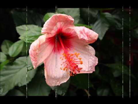 Megaherz - Gegen den Wind