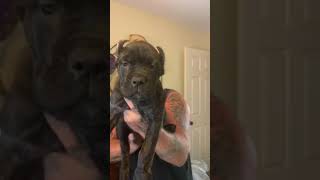 Video preview image #1 Cane Corso Puppy For Sale in LAKELAND, FL, USA