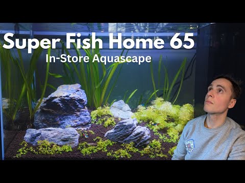Budget Neon Tetra Aquascape: Assembled In-Store!