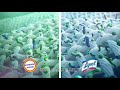 Lysol Laundry Sanitizer Additive Sport For Active Wear 41 Fl Oz Link In Description