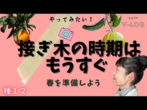 なぜ8月に果樹を接ぎ木するのでしょうか？どうすればうまくいきますか？  庭園