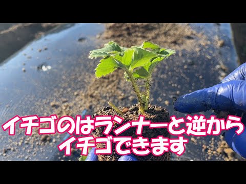園芸 イチゴの植え方は?