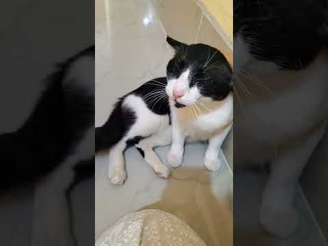 cutee & funny little cat🥰