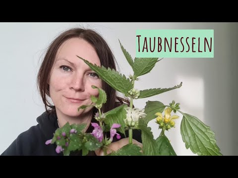 Taubnessel – Hilfe bei Frauenbeschwerden, Furunkeln & Nervosität