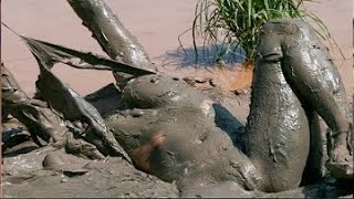 Download lagu A Girl Survived Alone in the Jungle for 365 Days – No One Believed She’d Make It! mp3 Download lagu A Girl Survived Alone in the Jungle for 365 Days – No One Believed She’d Make It! mp3