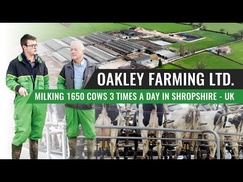 Oakley Farming Ltd. Milking 1650 Cows 3 Times a Day in Shropshire - UK