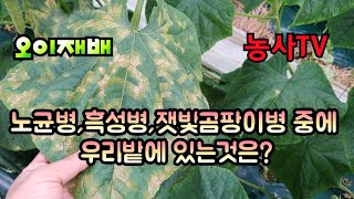 오이재배, 노균병, 흑성병, 잿빛곰팡이병 중에서 우리 오이하우스에 있는 병은?[농사TV]