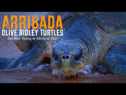 Arribada Olive Ridley Turtles 2nd Mass Nesting egg laying in Rushikulya Odisha | Relaxation Film #4K