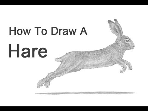 How to Draw a Hare