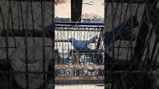 Download lagu Murai buluh pok nik mp3