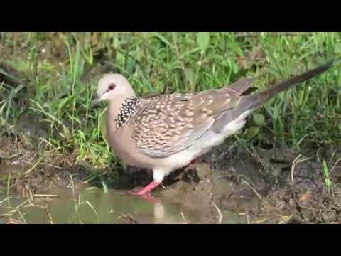 Multiple birds bath by Dr T Chandrakant on Canon SX60 HS