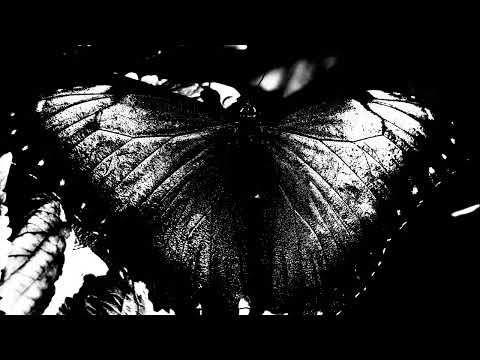 MLJ  -  Dark Mode (Official Audio)