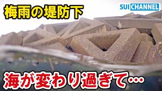 ７月の堤防下が激変！魚が増える季節のはずが海が変わり過ぎた結果…