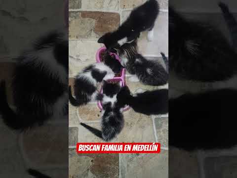Estos bebés buscan Familia en Medellín fueron rescatados en Arboletes Antioquia ⛑️