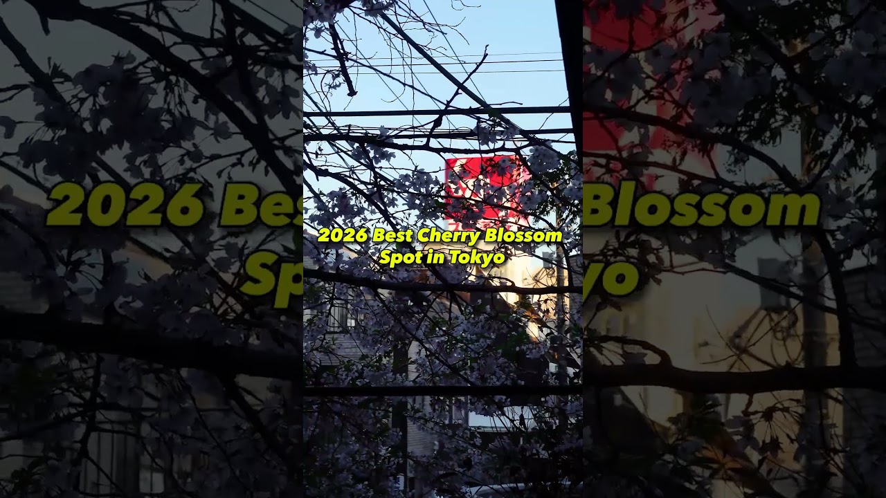 2026 Best Cherry Blossom cafe in Tokyo, Shibuya