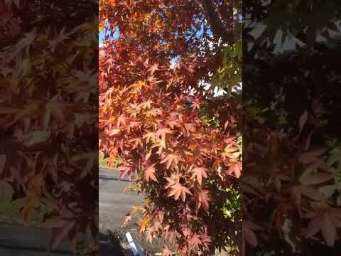 レッドカエデ 'ディセクタム ガーネット' 植物