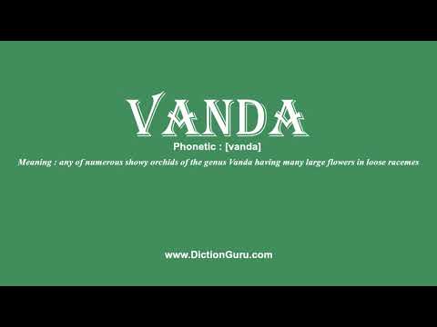 How to Pronounce vanda with Meaning, Phonetic, Synonyms and Sentence Examples