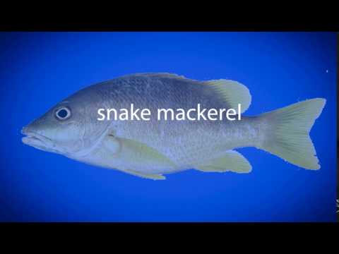 How to pronounce snake mackerel