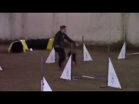 Morgana Dei Consorti - agility